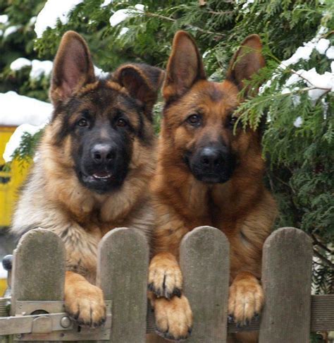 7 Reasons Why German Shepherds Are The Best Dogs Ever