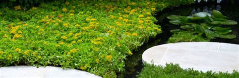 As we grow plants in our gardens year after year the soil breaks down and adding great compost to your soil is an amazing way to build up your soil quickly. Low Maintenance Ideas For Your Front Garden | Turf Online