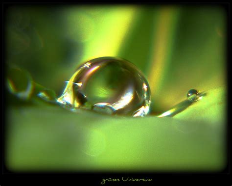 Wallpaper Abstract Water Nature Insect Green