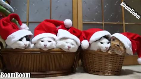 Funny Videos We Wish You A Merry Christmas Funny Cats And Dogs