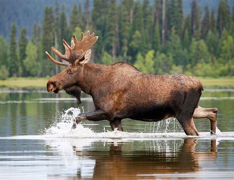 Wild Bull Moose Canada As The Country Marks Its 150th Birthday We