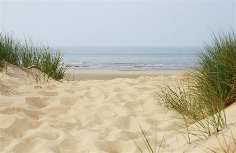 Sand Dunes On Beach At North Sea By Knaupe