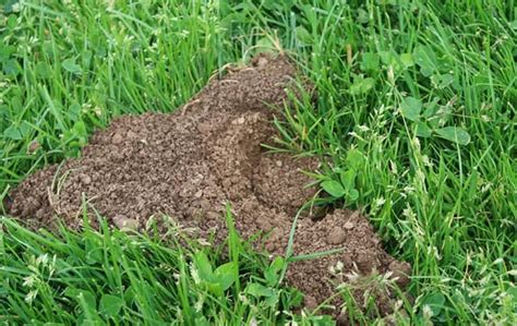 Ground squirrel control measures and tricks. California Pocket Gopher Identification & Control