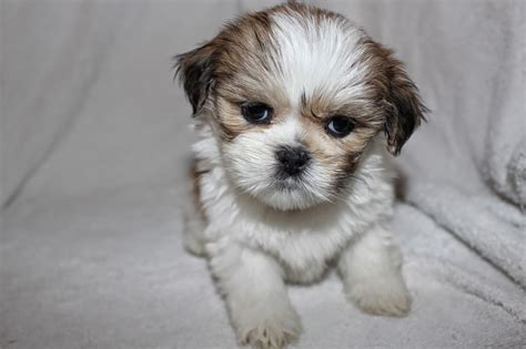 Lhasa Apso Pennys Pups From Birth To New Homes Lhasa Puppies 5