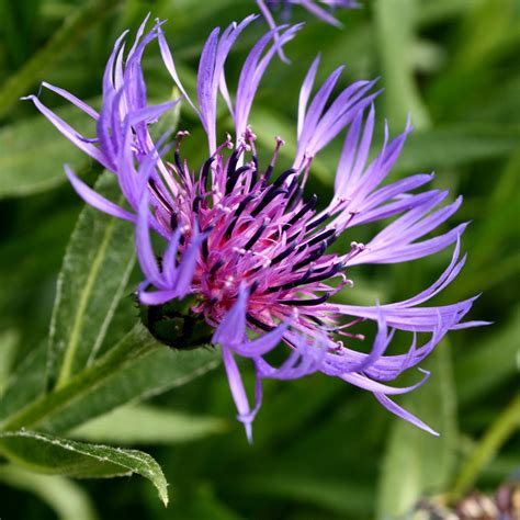 Free plant identification with images plants. Purple Centaurea Montana Flower Picture | Free Photograph ...