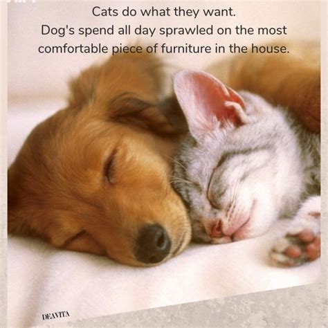 Cats Vs Dogs Quotes And Funny Sayings For Your Beloved Pets
