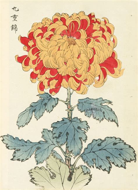 Keika Hasegawa Chrysanthemum Wood Block Prints 1893 Chrysanthemum