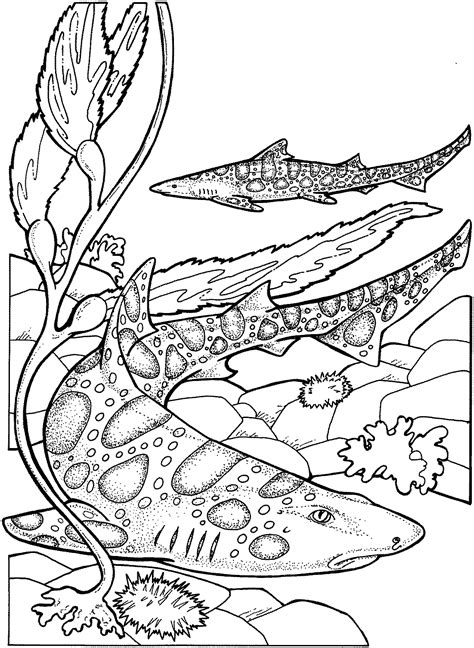 Marine Animal Coloring Pages