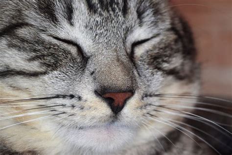 Pleased Gray Striped Cat Squeezed His Eyes Shut Stock Photo Image Of