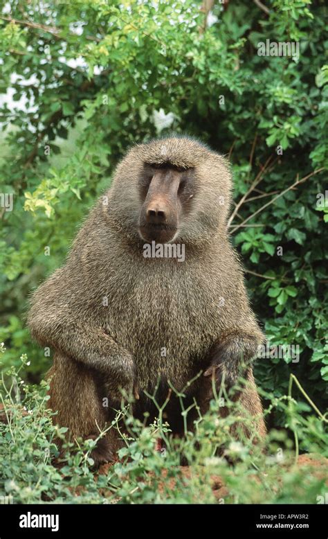 Yellow Baboon Papio Cynocephalus Male Hi Res Stock Photography And