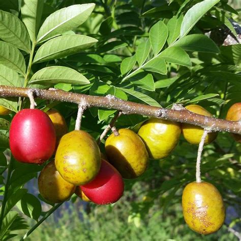 Red Mombin Spondias Purpurea Topical Fruit Live Tree 12 24
