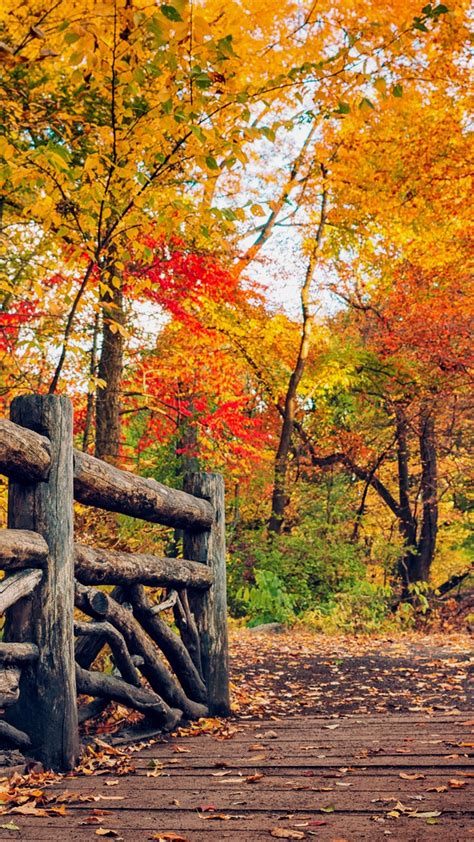 Wood Bridge Red Yellow Green Fall Autumn Trees Forest Background 4k Hd