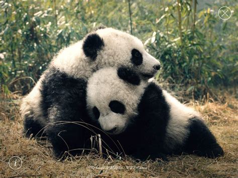 18 Panda Couple Images