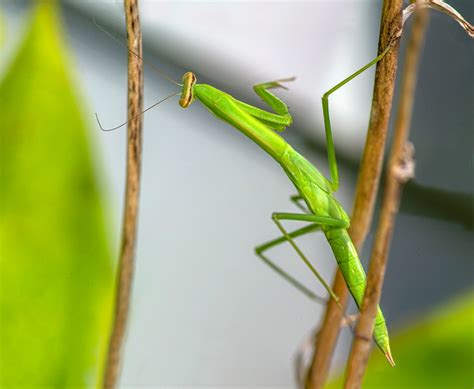 Praying Mantises In The Garden Photoartflight