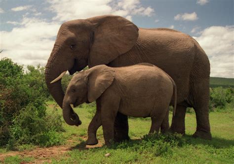 Filetwo Elephants In Addo Elephant National Park Wikimedia Commons