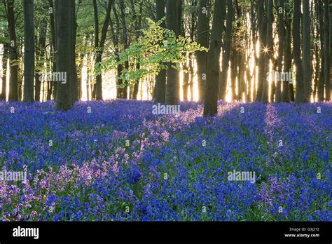 Bluebell Wood Sunrise Badbury Clump Badbury Hill Oxfordshire