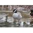 Leucistic Cackling Goose In PA By Alex Lamoreaux  Nemesis Bird