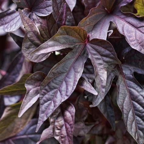 Ipomoea ‘sweet Georgia Deep Purple Sweet Potato Vine Sweet Potato