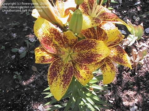 Plantfiles Pictures Asiatic Hybrid Lily Tango Lily Honey Bee