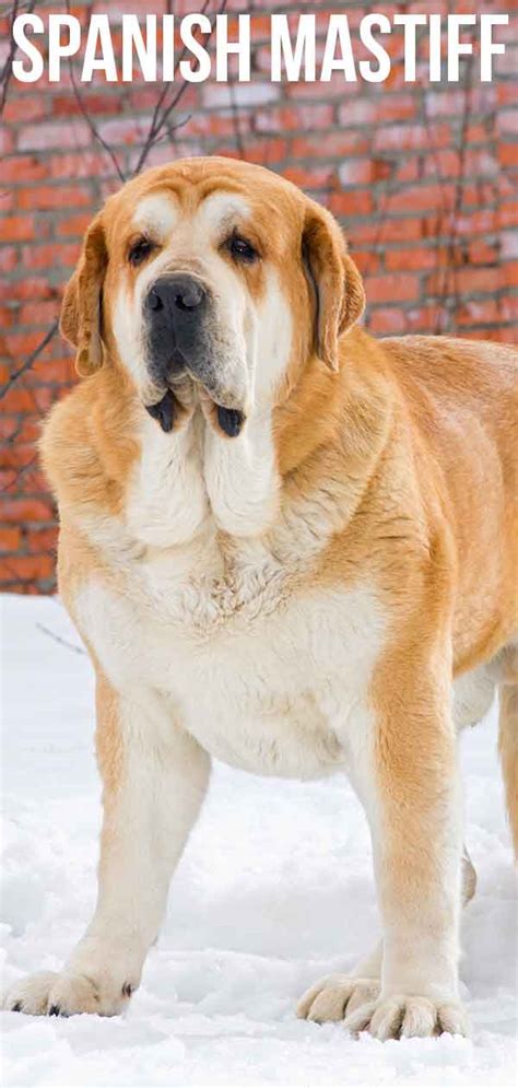 Typically, after that greeting, you would ask how are you? Spanish Mastiff - Great Guard Dog or Perfect Pet?