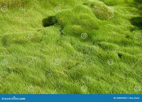 Thick Soft Green Grass Stock Photo Image Of Beautiful 26869930