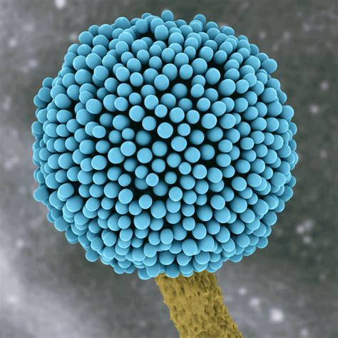 Electron Microscope Image Aspergillus Niger Spore