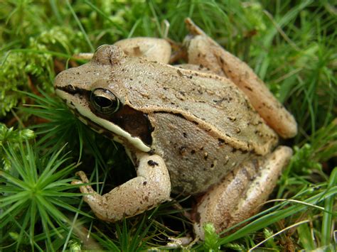 Frog Listeners Needed For Wisconsin Frog And Toad Survey Door County