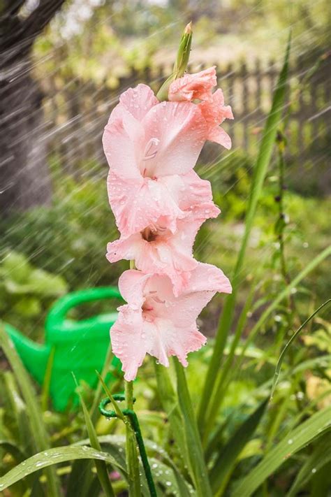 How To Plant And Grow Gladiolus Flowers Gardeners Path