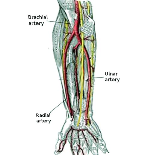 Figure Arm Arteries Image Courtesy O Chaigasame Statpearls Ncbi Bookshelf