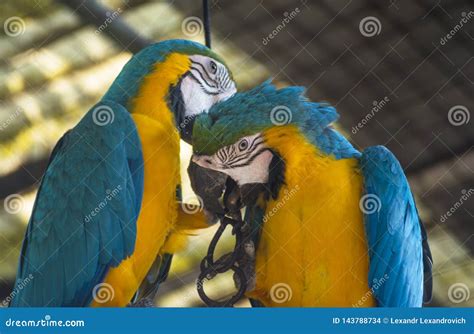 Loros Azul Y Amarillos Del Macaw Que Limpian Plumas De Uno A Foto De