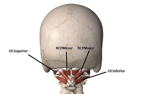 The Ultimate Guide To The Suboccipital Muscles