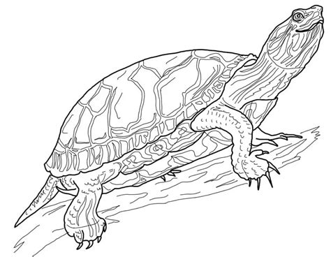Western Painted Turtle Coloring Page Free Printable Coloring Pages