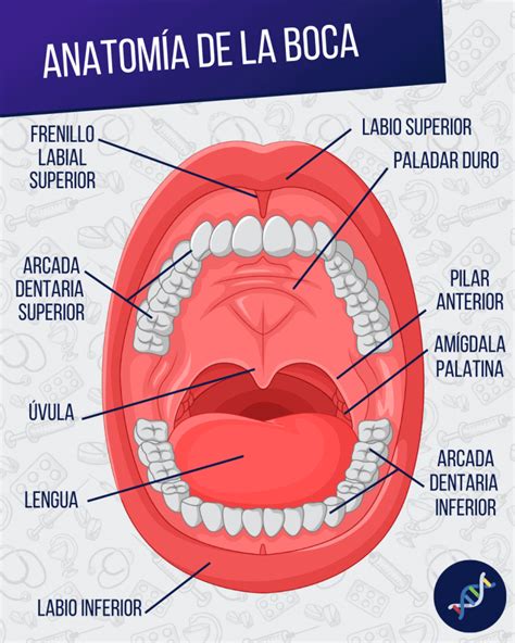 Anatomia Bucal