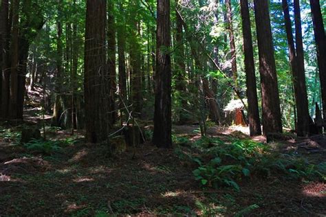 Redwood Forest Floor Wellbeloved Stone Flickr