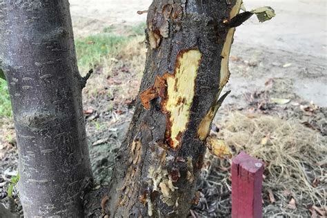Cherry Tree In Kern Co Showing Streaks And Flecks Of Bacterial Canker