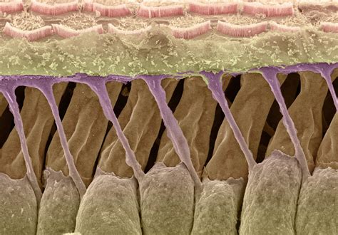 Outer Hair Cells And Deiters Cells In The Cochlea Wellcome Collection