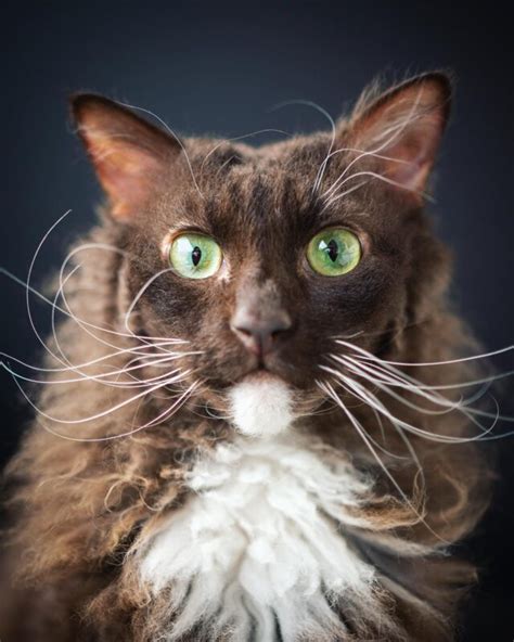 The Most Unique Looking Cat Breeds