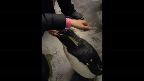 Penguin Up Close Tour Seaworld Orlando Youtube