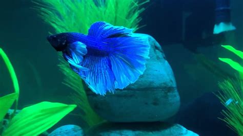 Elephant Ear Betta Fish Youtube