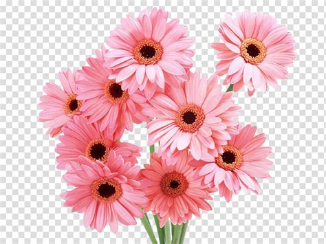 Flower Bouquet Desktop Pink Daisy Transparent Background PNG Clipart