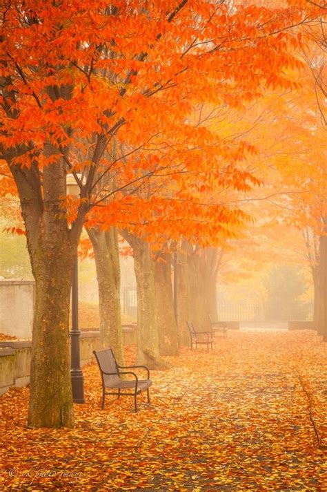 Foggy Fall Morning Princeton Nj Autumn Scenery Autumn Morning
