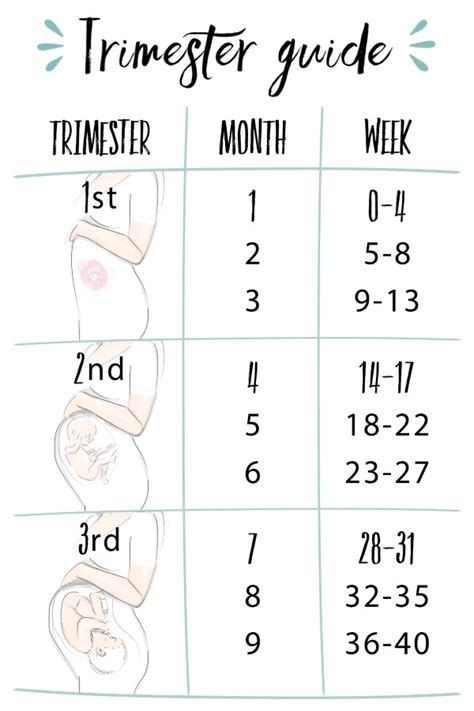 Pregnancy 101 Weeks Months And Trimesters