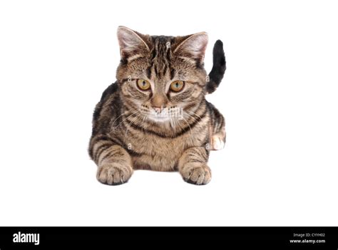 Tabby Cat Laying Down On Hi Res Stock Photography And Images Alamy