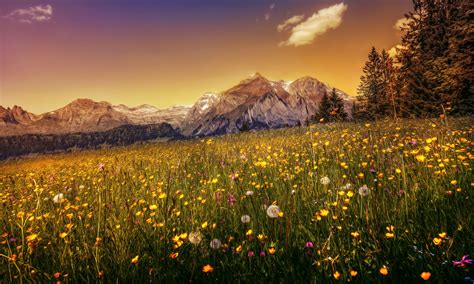 Download Mountain Landscape Flower Nature Meadow 4k Ultra Hd Wallpaper