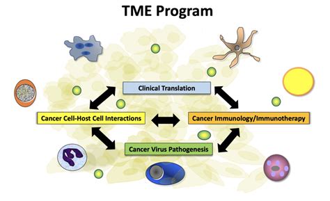 Tumor Microenvironment Program Usc Norris Comprehensive Cancer Center