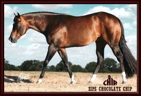 Quarter Horse Aqha Stallions Zips Chocolate Chip Myers Horse Farms