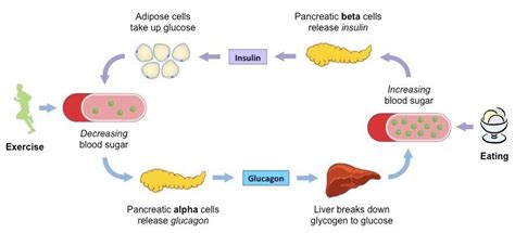 Insulin Vs Glucagon