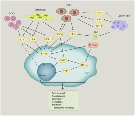 Frontiers Epigenetic Signaling Of Cancer Stem Cells During Inflammation