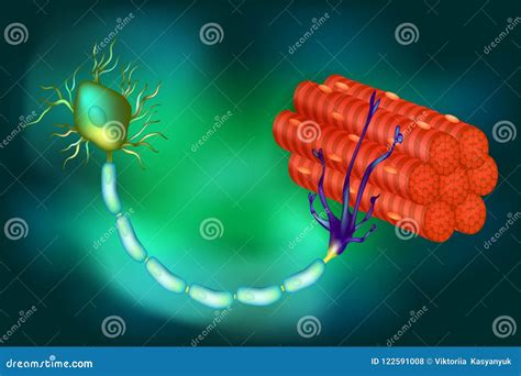 Motor Neuron Connecting To Muscle Fiber 3D Illustration Royalty Free