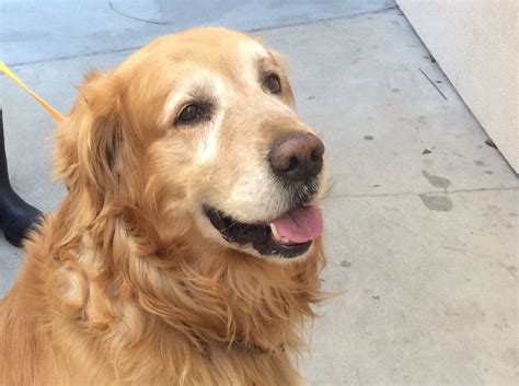 Southern golden retriever society > puppies & breeders. Golden Retriever dog for Adoption in pomona, CA. ADN ...